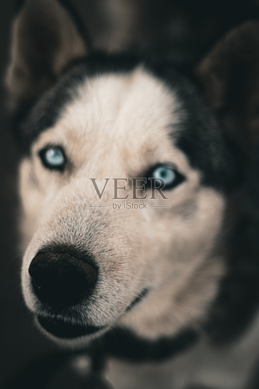 西伯利亚雪橇犬照片摄影图片