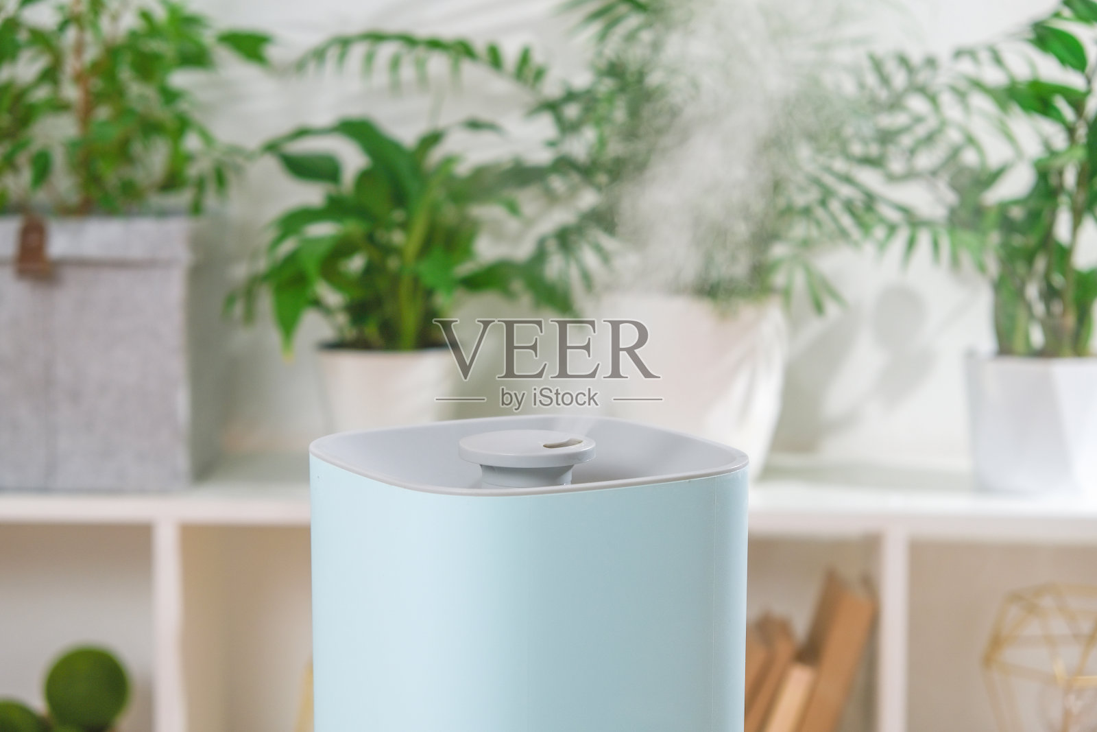 超声波加湿器释放冷蒸汽。干燥空气中植物的护理和水化。照片摄影图片