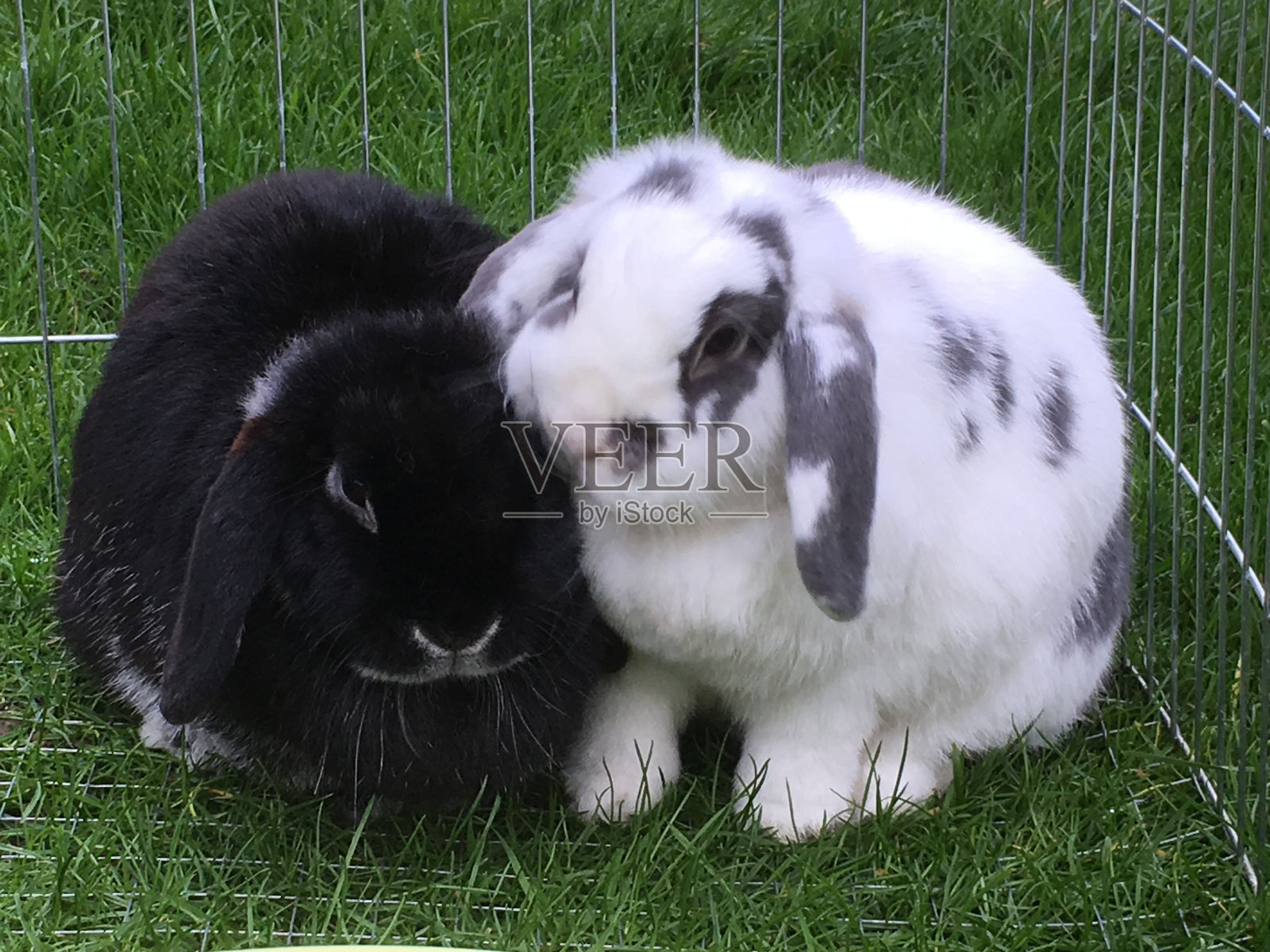 兔子照片摄影图片