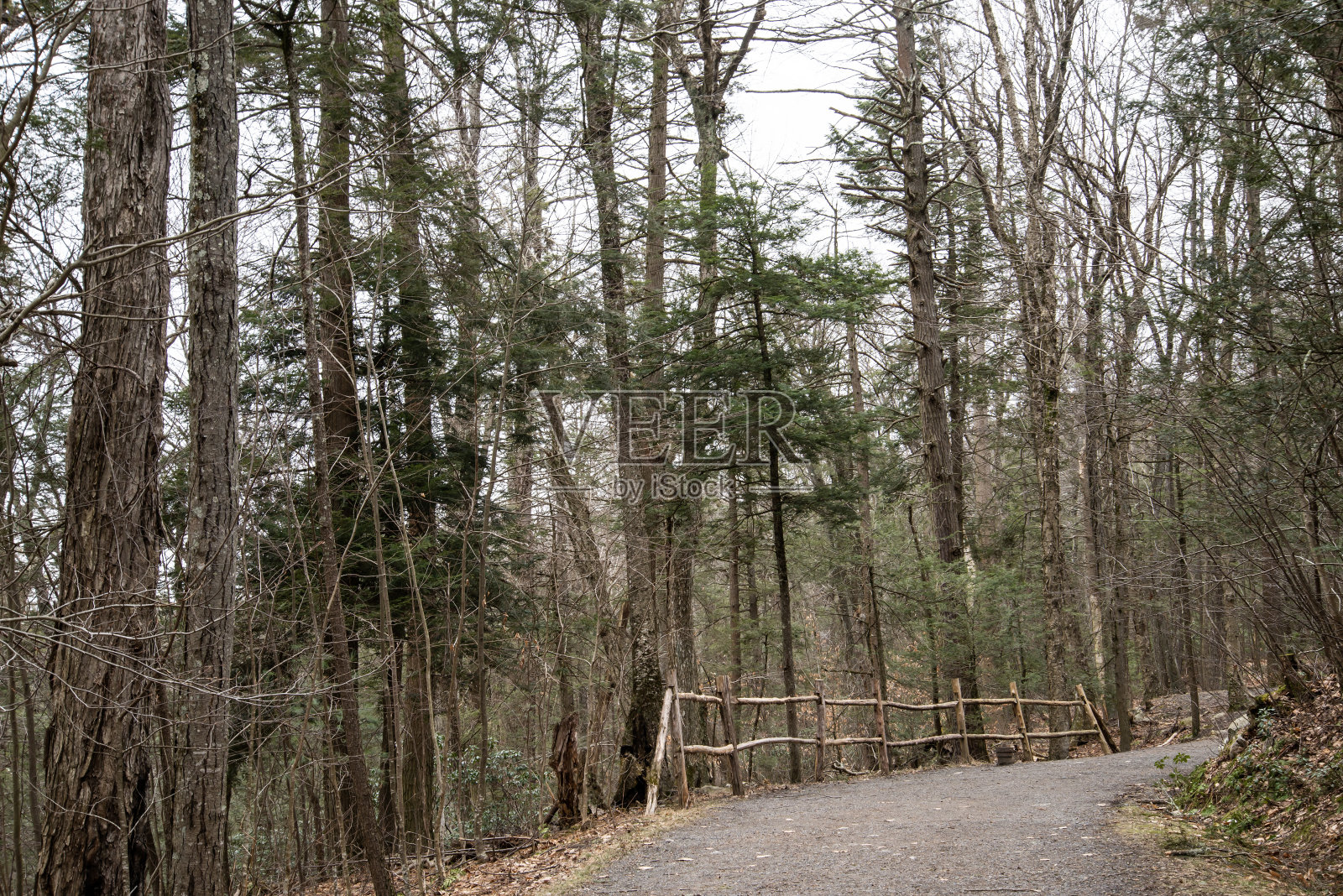 漫步在小径上照片摄影图片