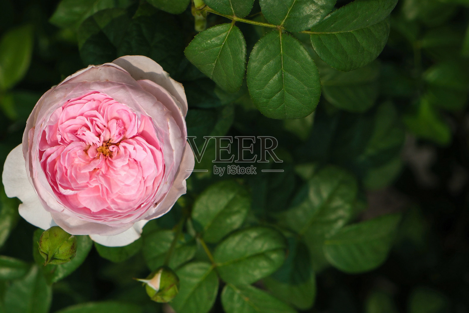 美丽的粉色玫瑰与自然的背景照片摄影图片