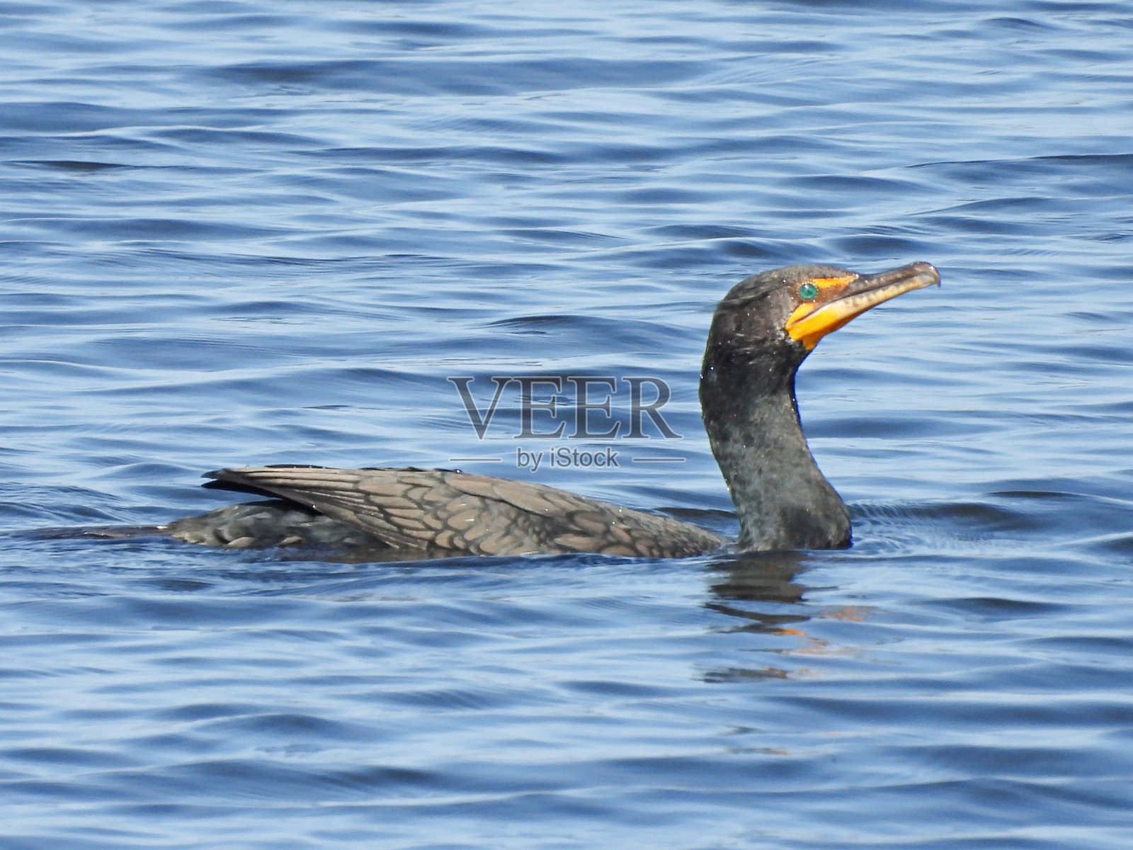 双冠鸬鹚(Phalacrocorax auritus)——在佛罗里达的一个湖里游泳照片摄影图片