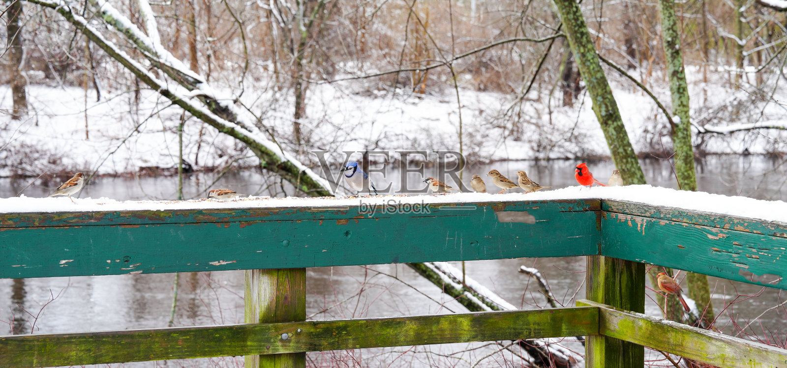 冬季鸟类鸭鹅查尔斯河保护区照片摄影图片