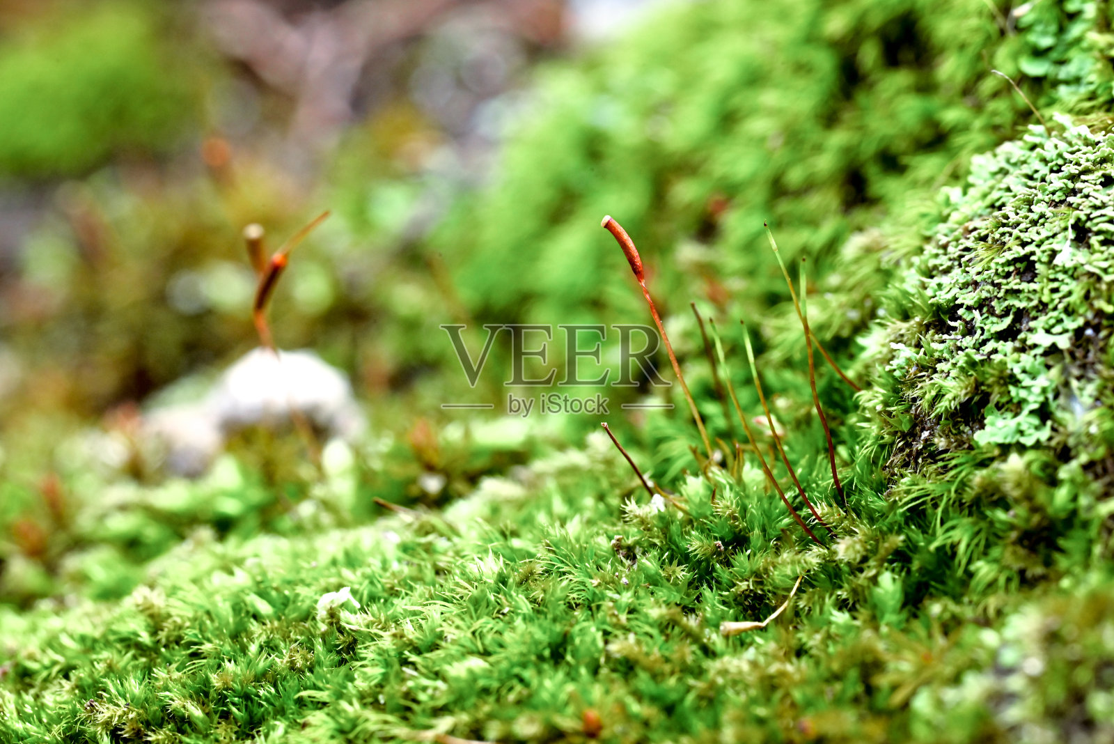 孢子体期的苔藓照片摄影图片