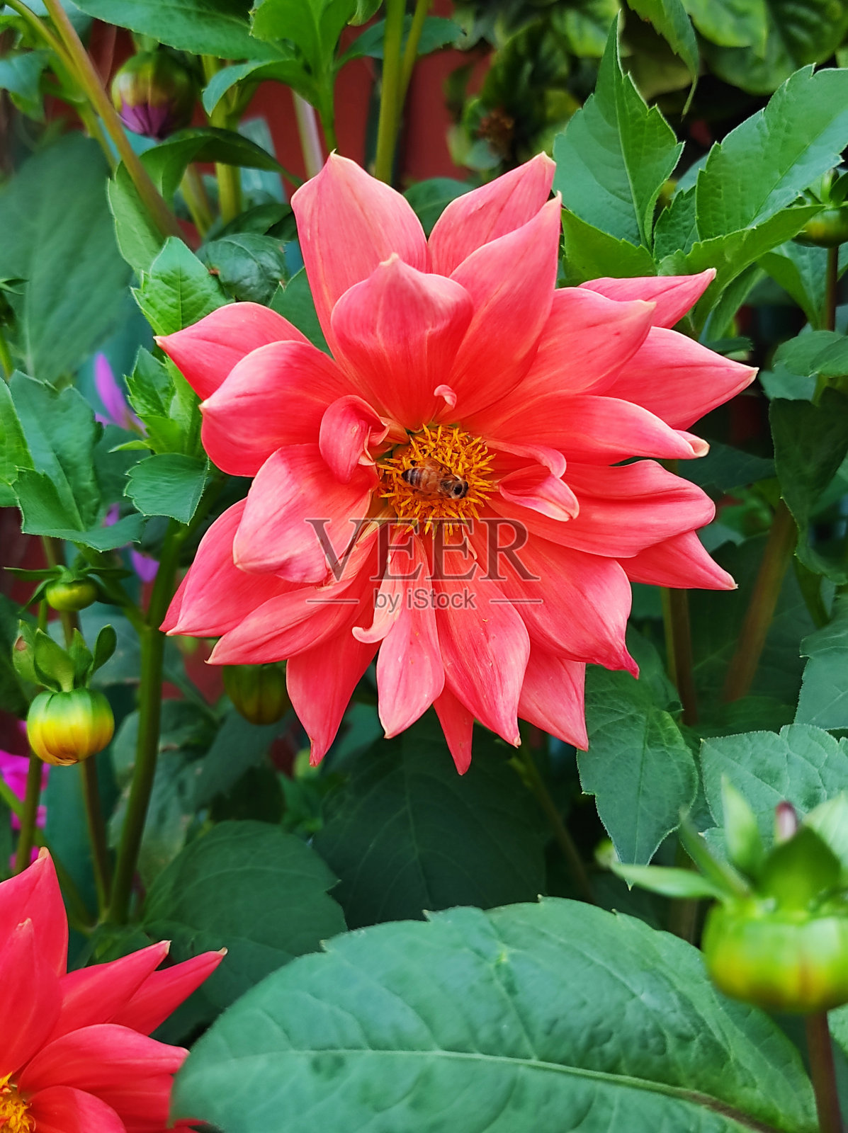 在印度新德里的花园里，橙子花的特写视图照片摄影图片