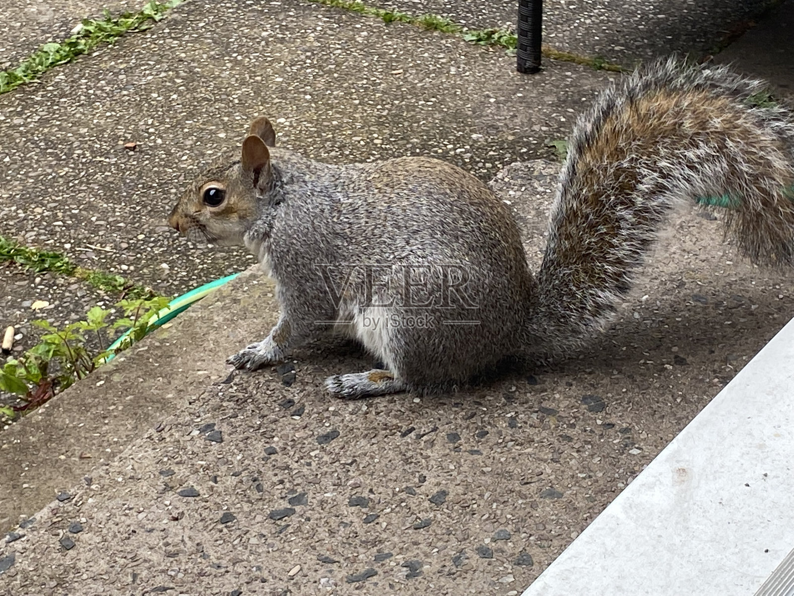 一只松鼠坐在花园的台阶上。照片摄影图片