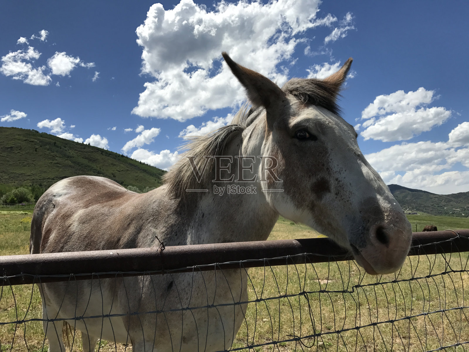 马在我们中间照片摄影图片