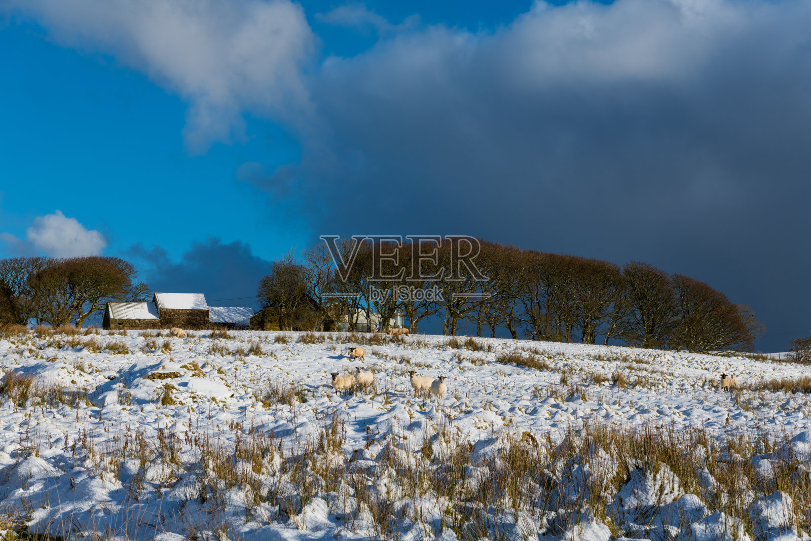 在爱尔兰的一个农场，羊群在暴风雨笼罩下的雪地里照片摄影图片