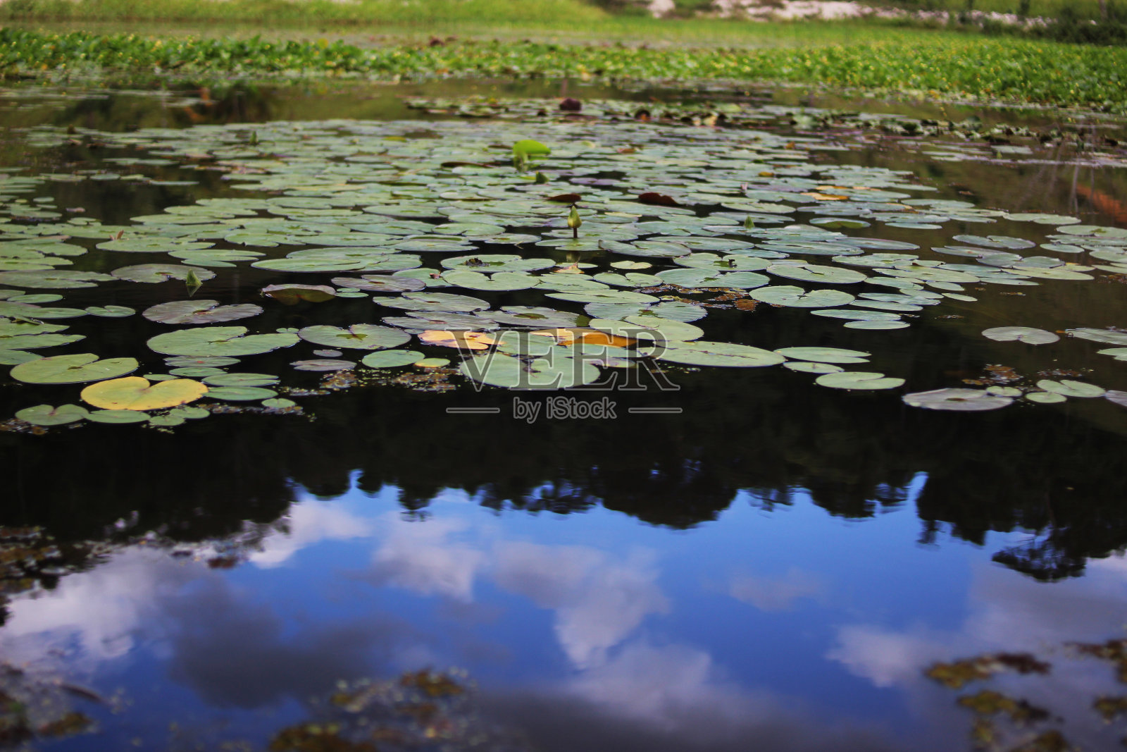 有水生植物的池塘照片摄影图片