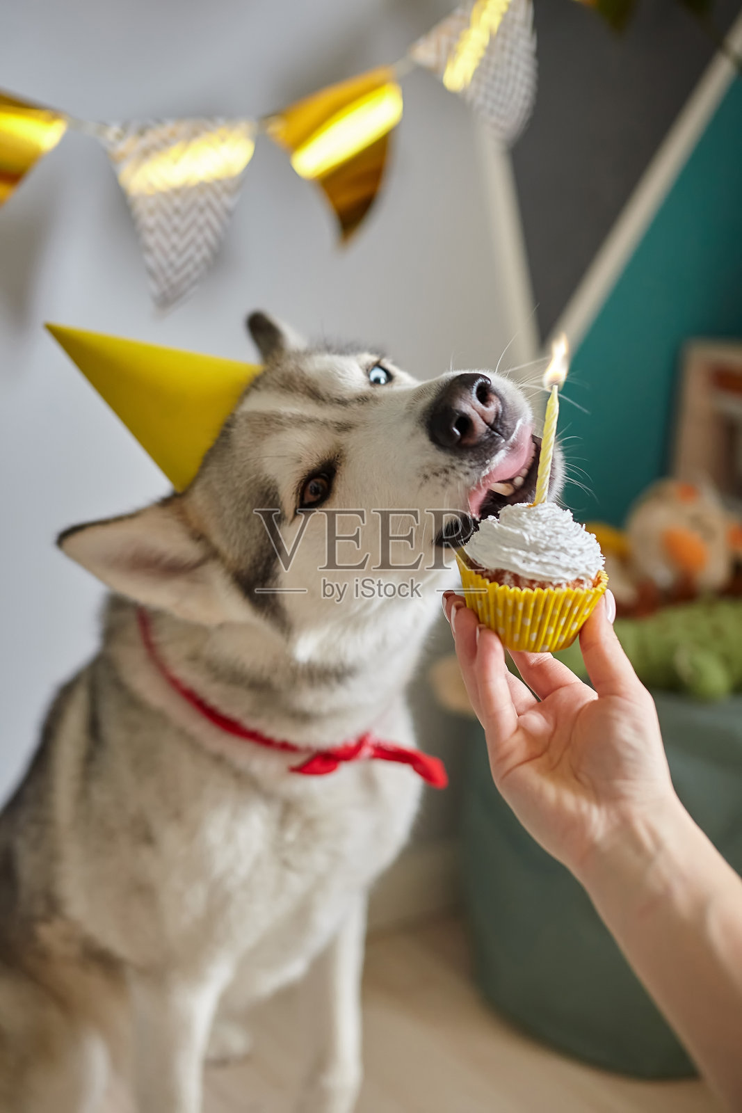 狗狗宠着生日，手里拿着生日蛋糕和蜡烛，狗狗舔着奶油照片摄影图片
