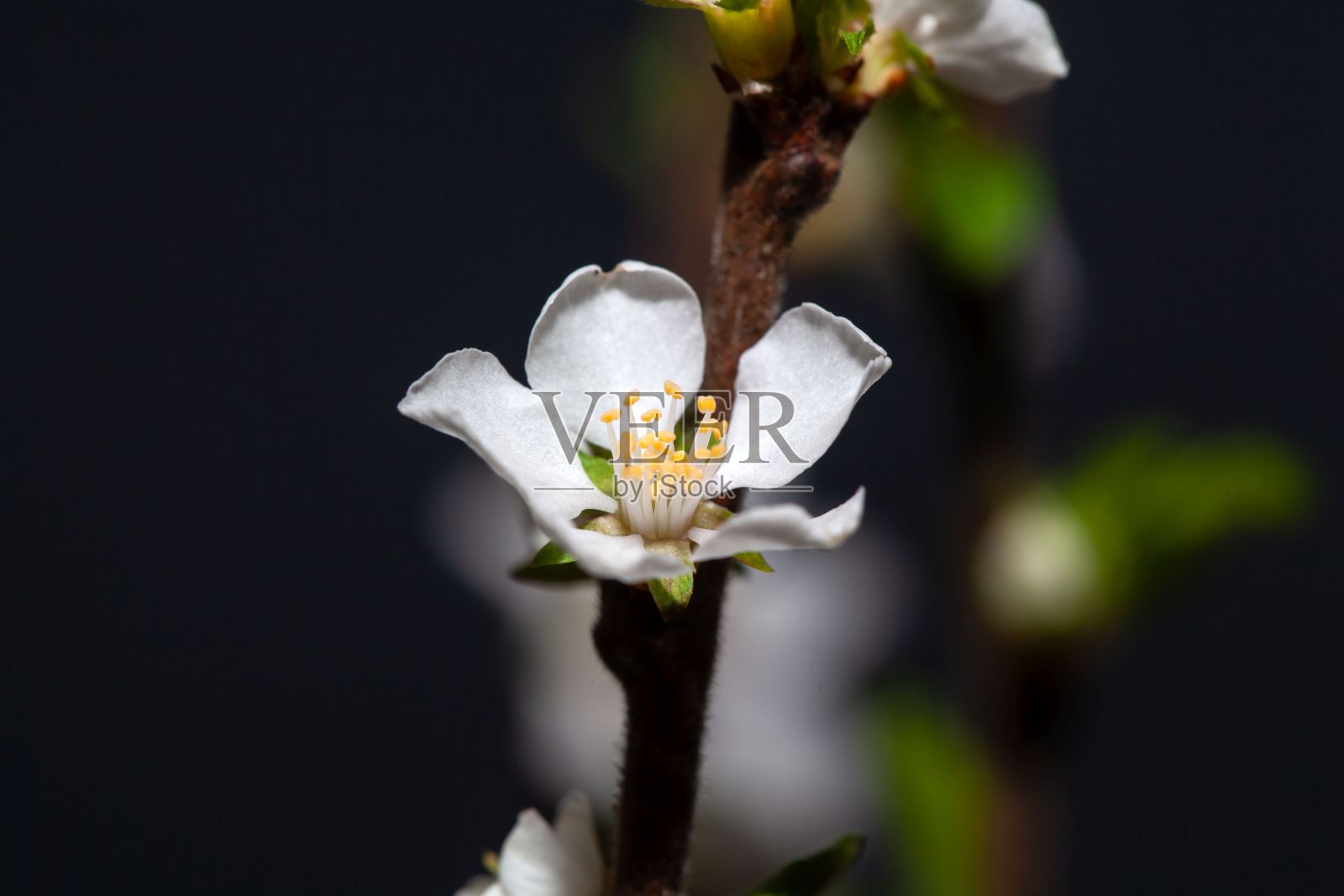 微距照片的一朵花的富士樱桃，樱照片摄影图片