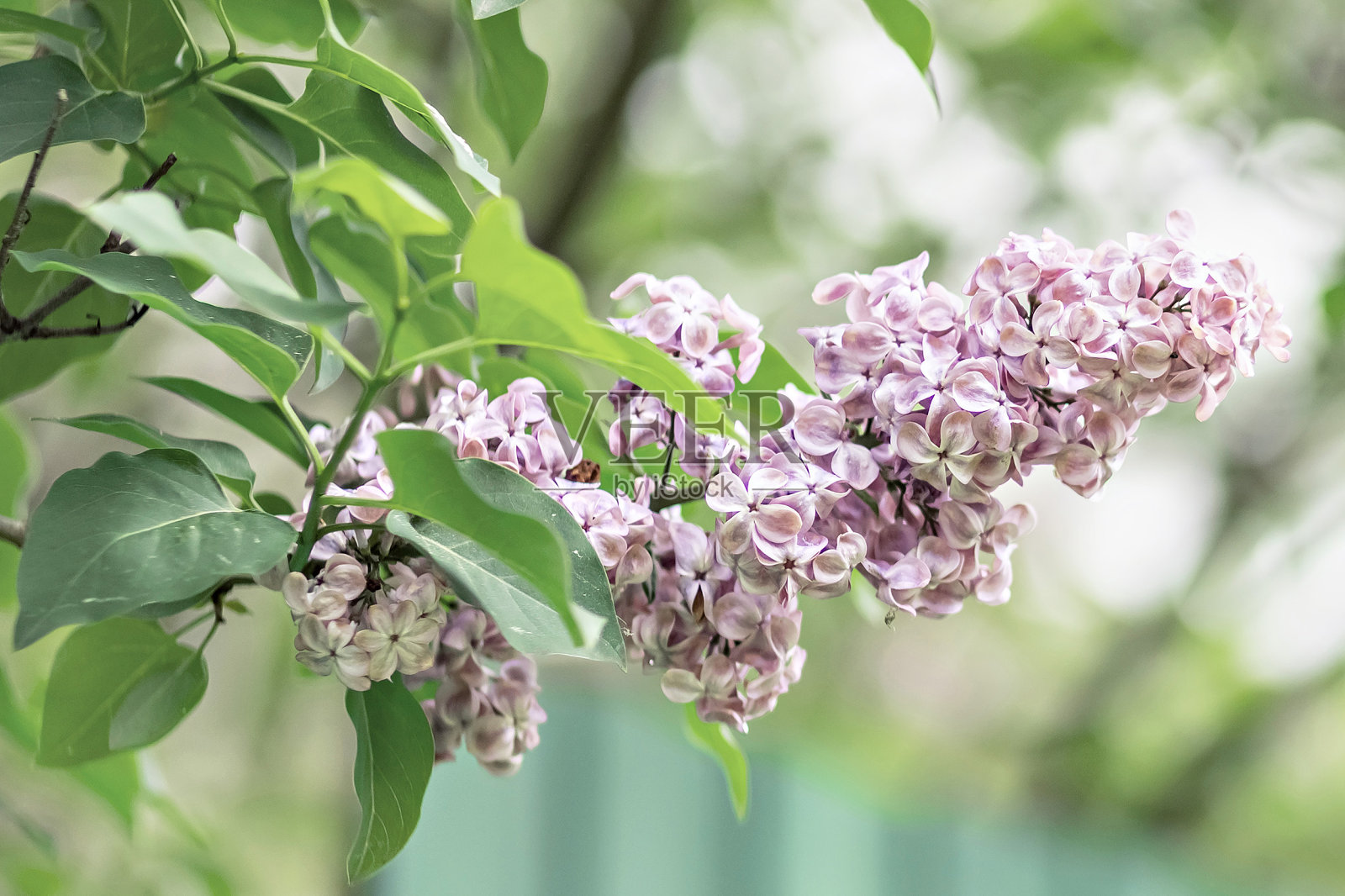 背景从盛开的粉红色丁香枝。春天。照片摄影图片