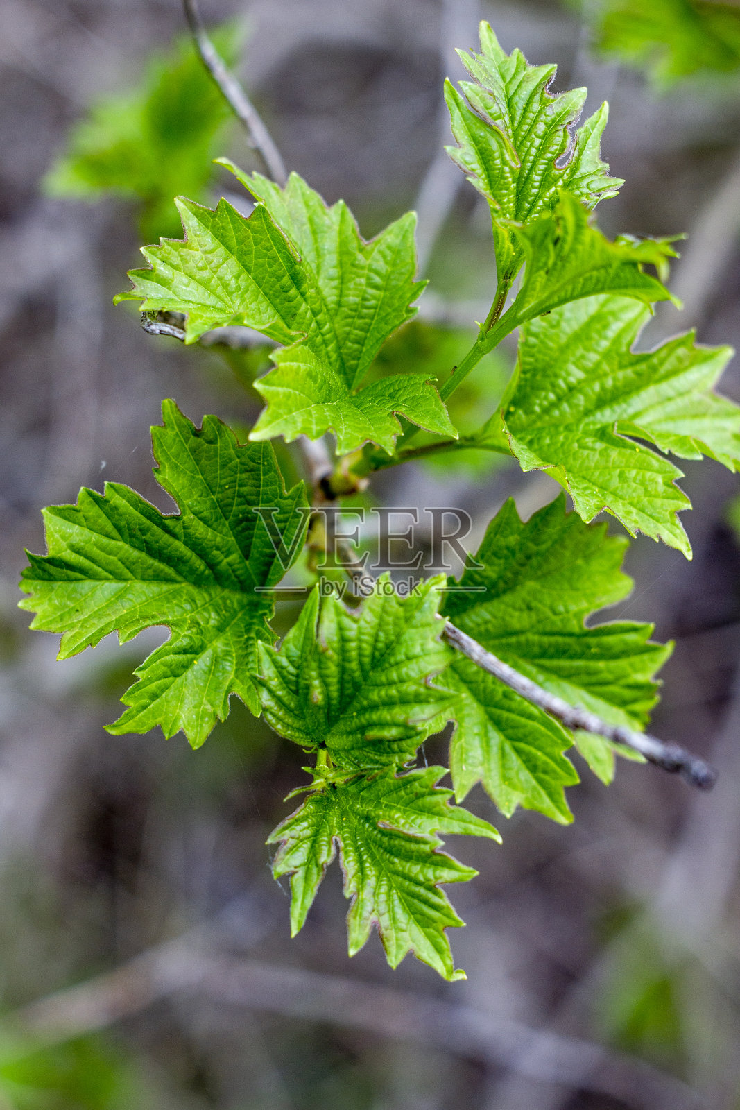 春天盛开的美丽植物照片摄影图片