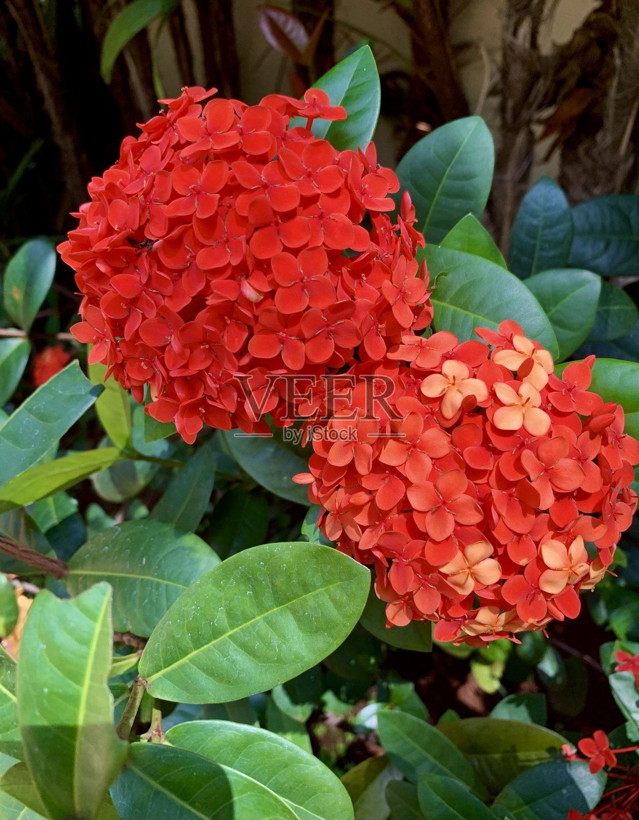 伊克索拉照片摄影图片