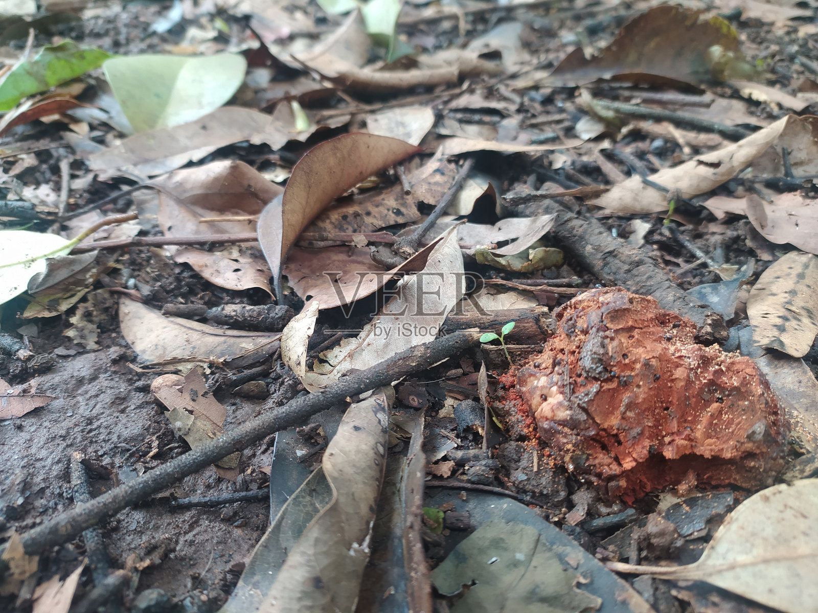 干燥的树叶，树枝和树枝在泥土地面上照片摄影图片