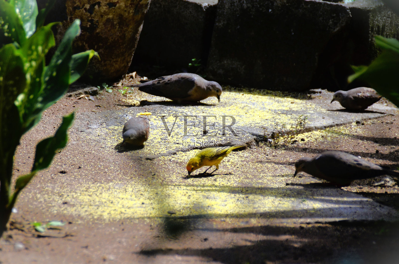 在一个阳光明媚的日子里，耧斗菜和金丝雀忙着吃玉米照片摄影图片