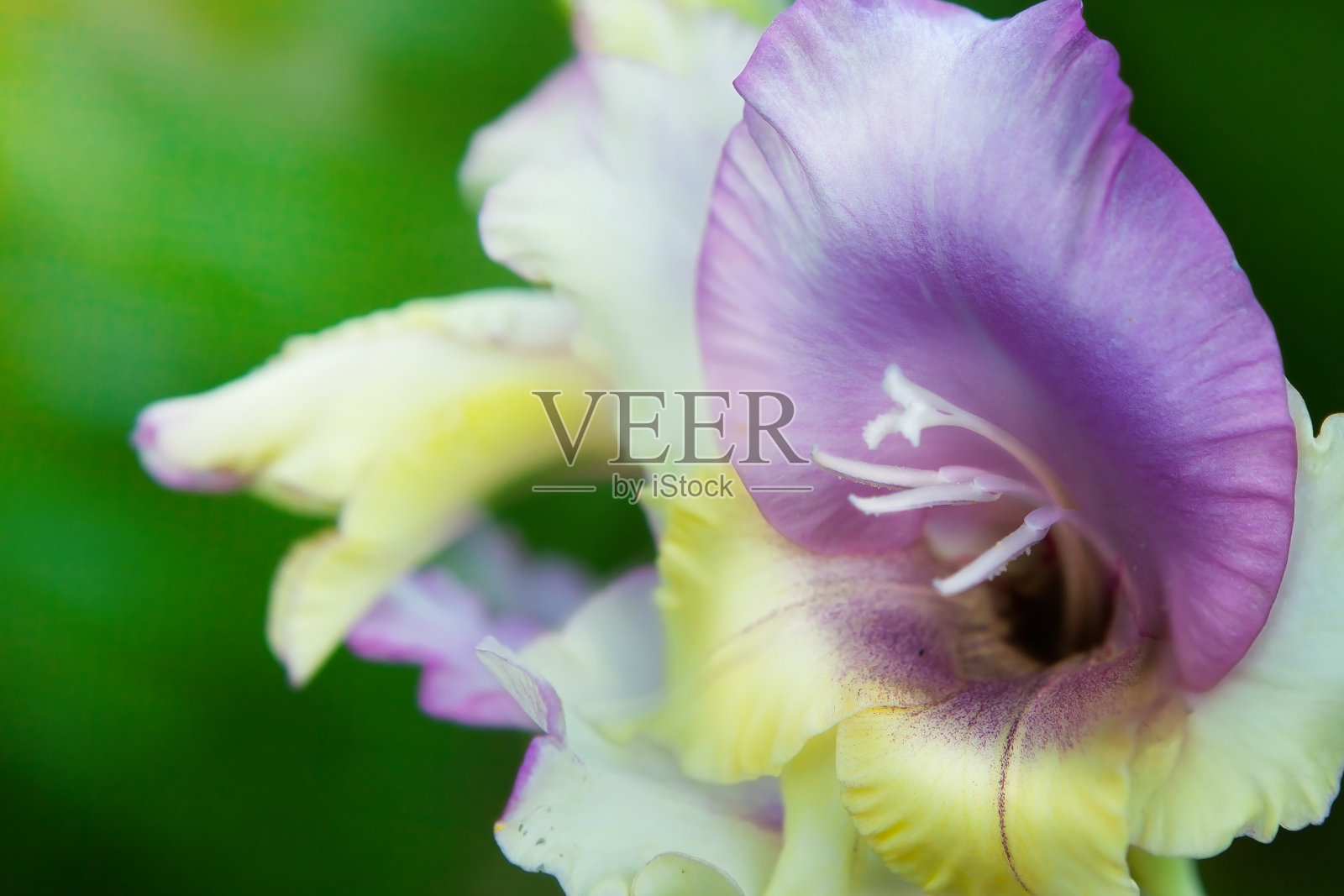 一个美丽的剑兰花的特写。照片摄影图片