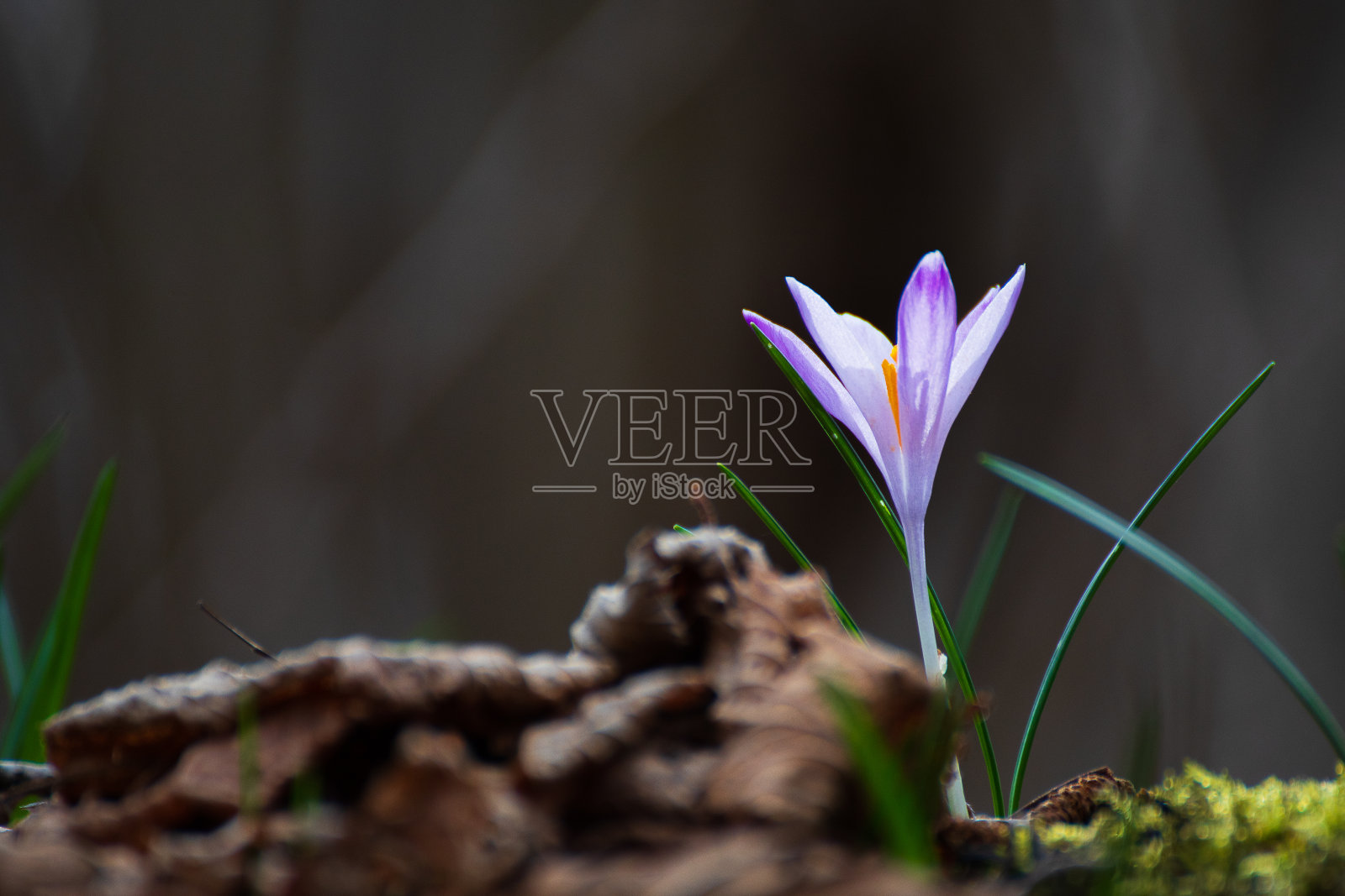 番红花属照片摄影图片