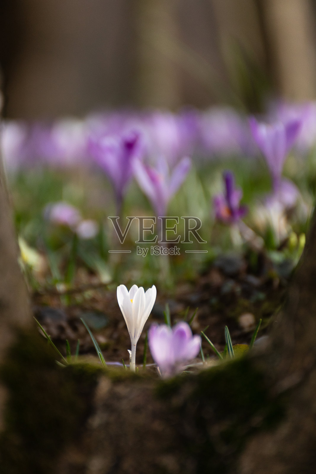 番红花属照片摄影图片