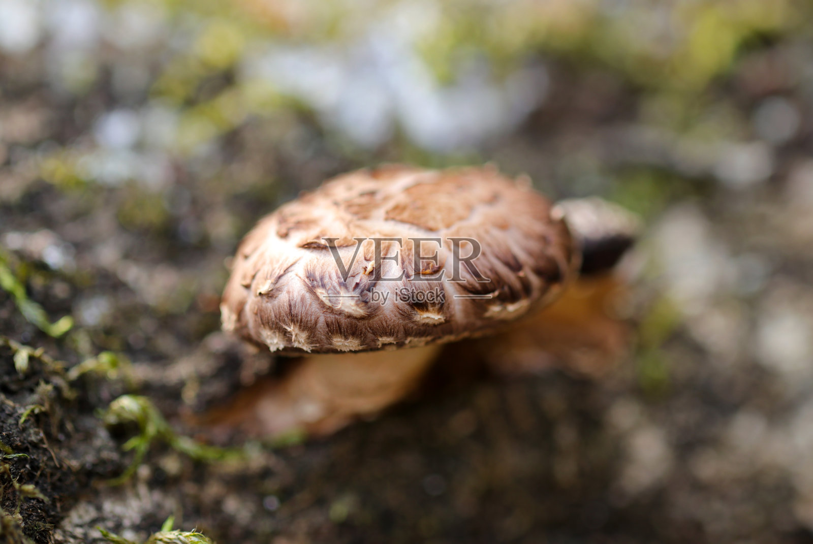 自然圆形的日本香菇野生生长在一棵倒下的树在一个小树林(特写微距照片)照片摄影图片