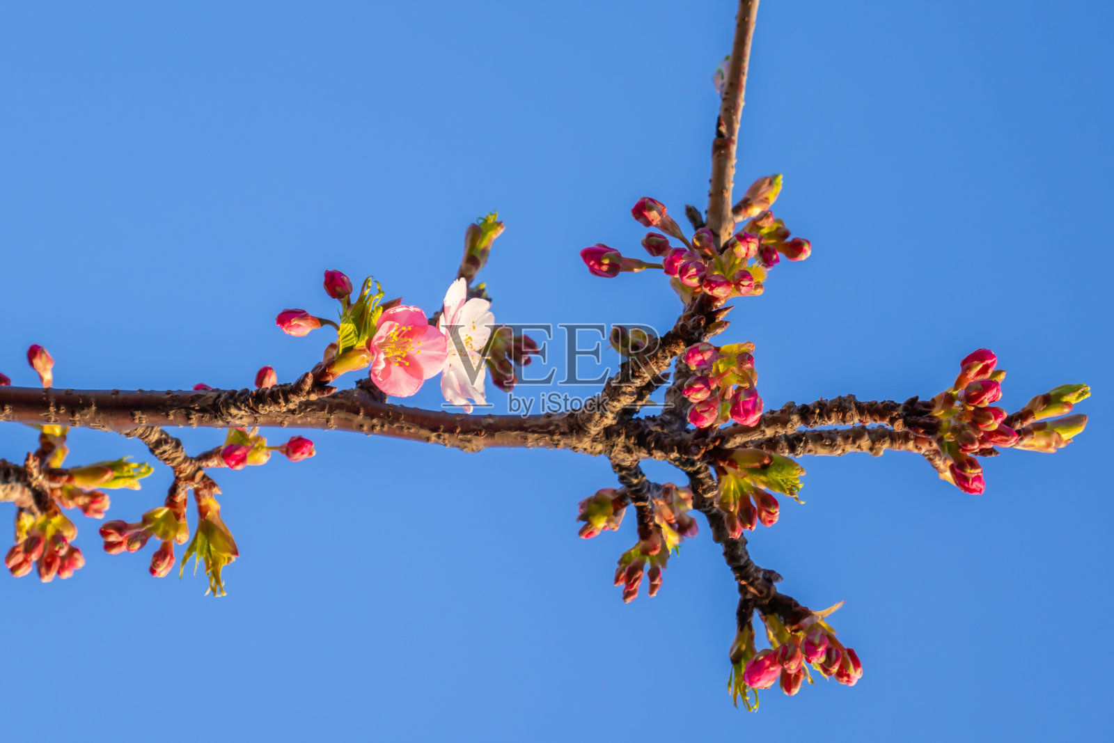 李树照片摄影图片