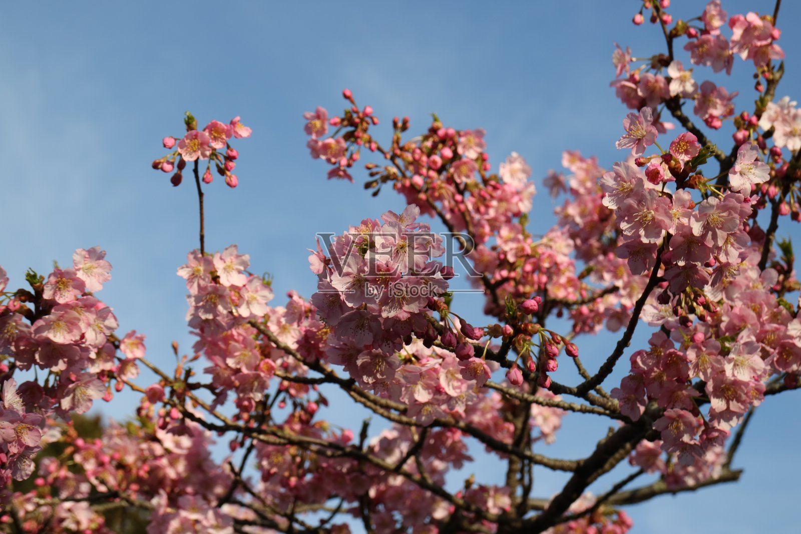 樱花近距离绽放照片摄影图片
