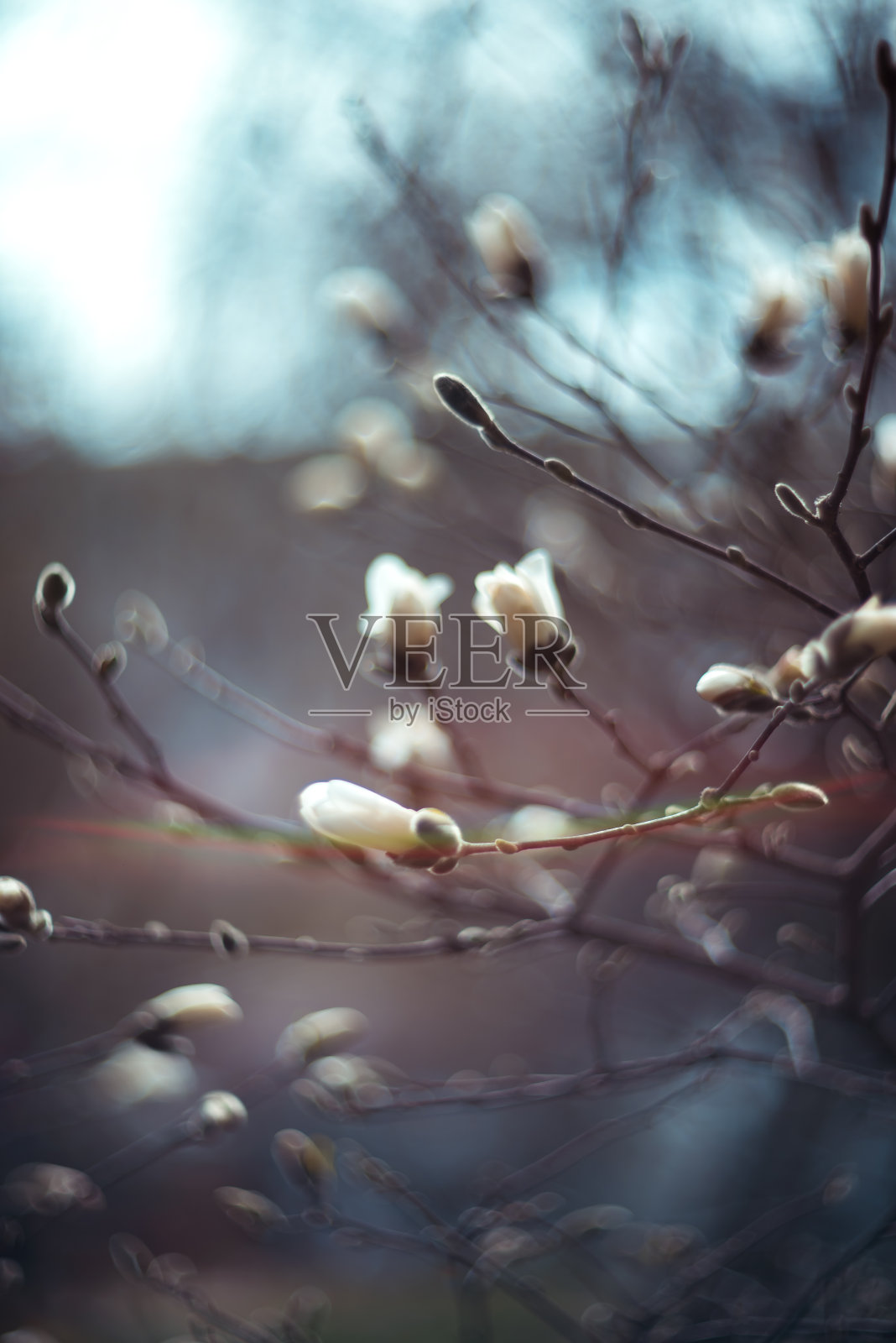 春天，在模糊的背景下，树枝上的玉兰花。自然背景照片摄影图片