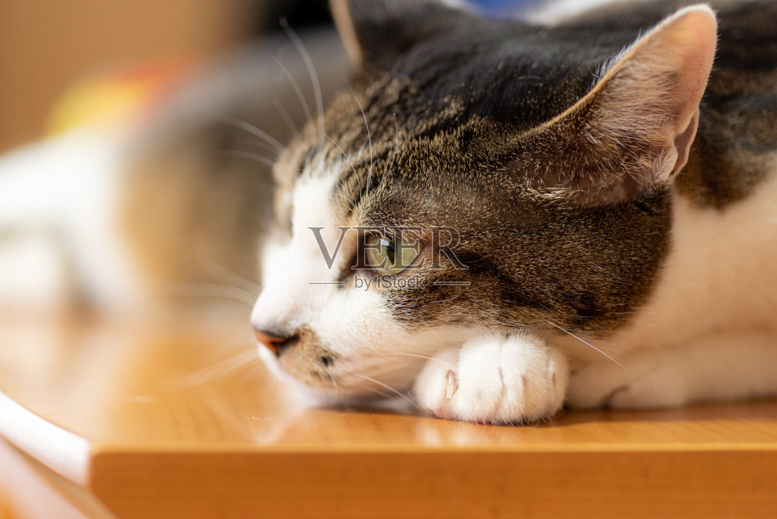 盯着猫照片摄影图片