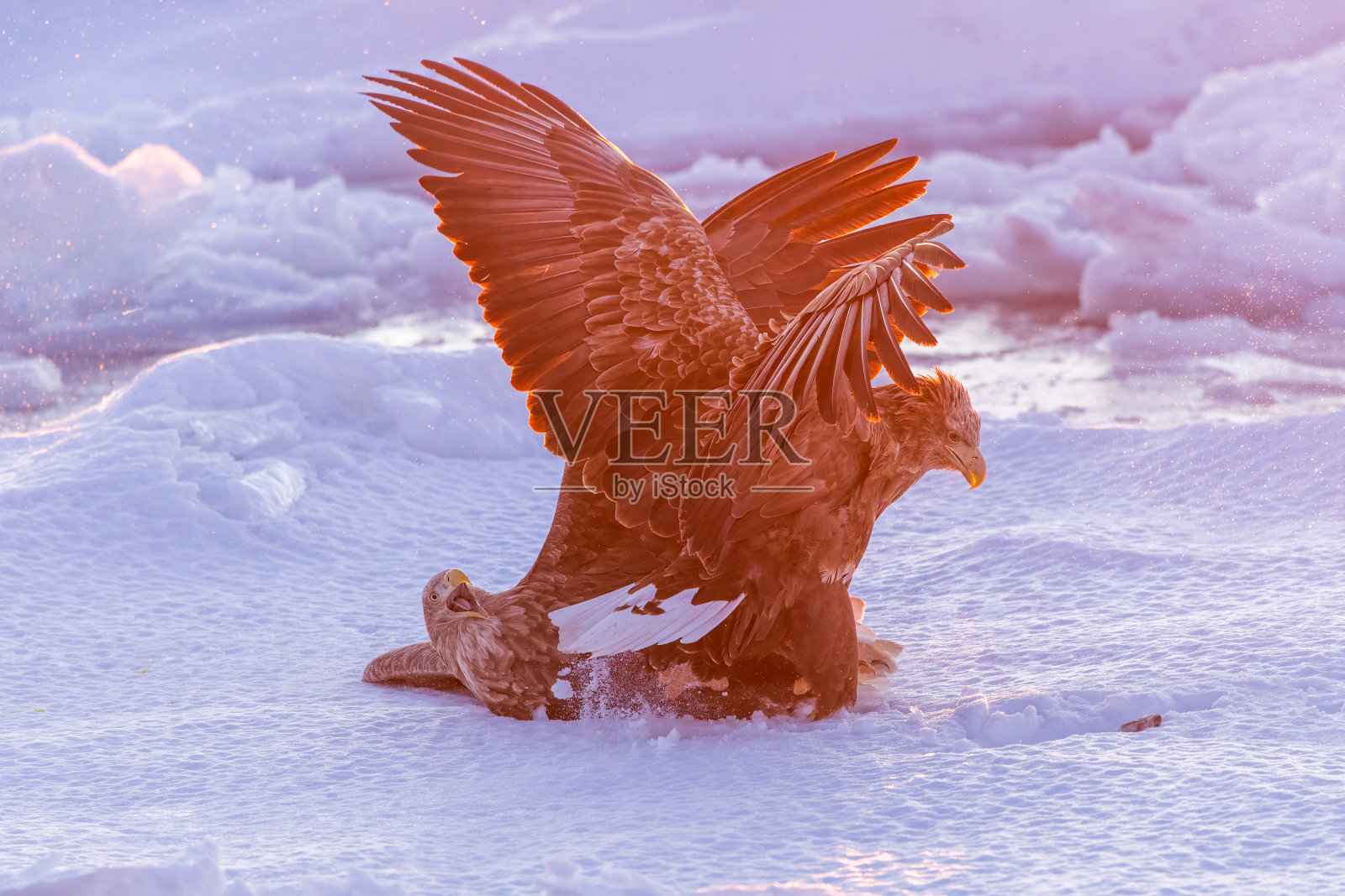 雪地上的鹰照片摄影图片