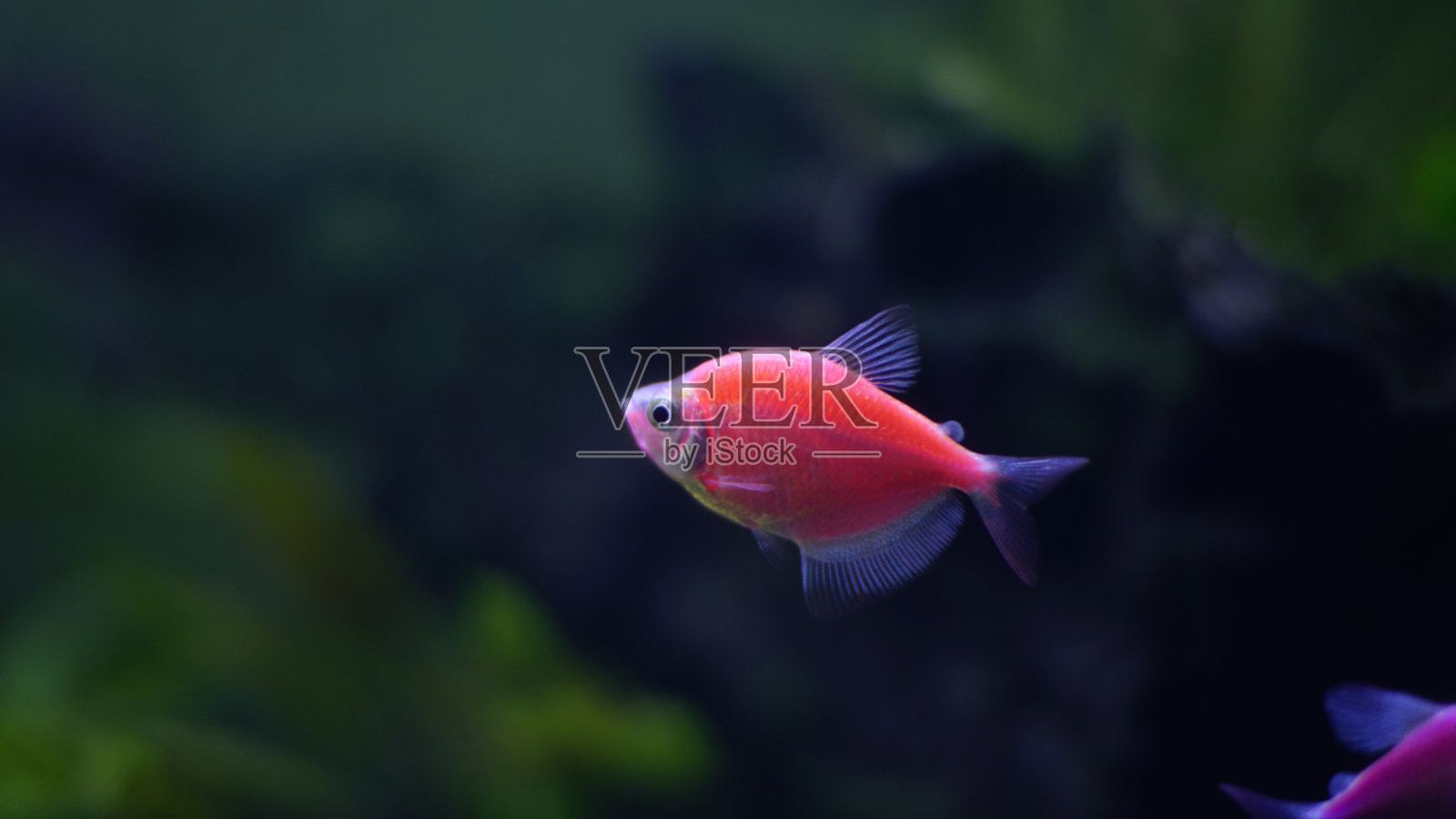 水族箱里的星火红辉光鱼照片摄影图片