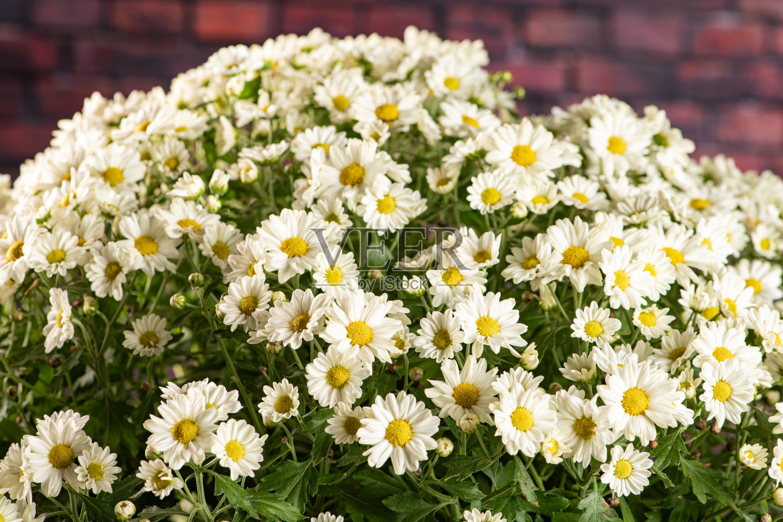 美丽的花朵，来自巴西的美丽的白色和黄色花朵，深色背景，选择性聚焦。照片摄影图片