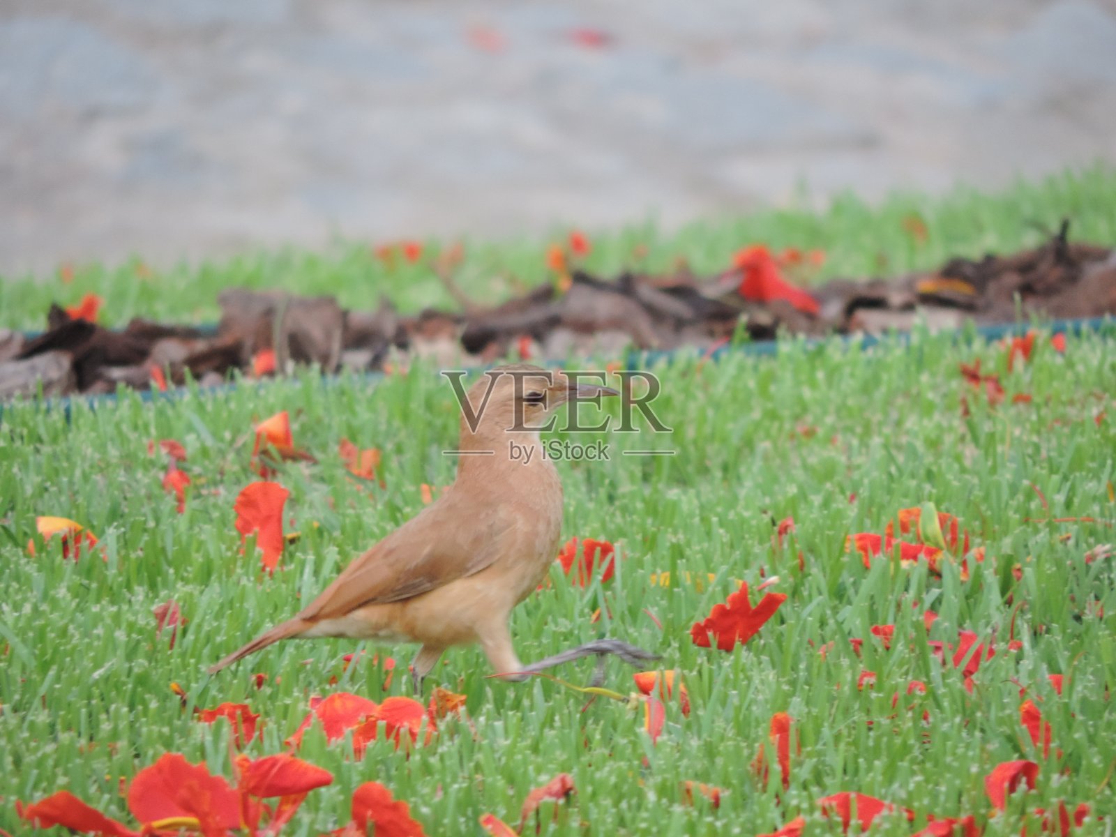 灶鸟照片摄影图片