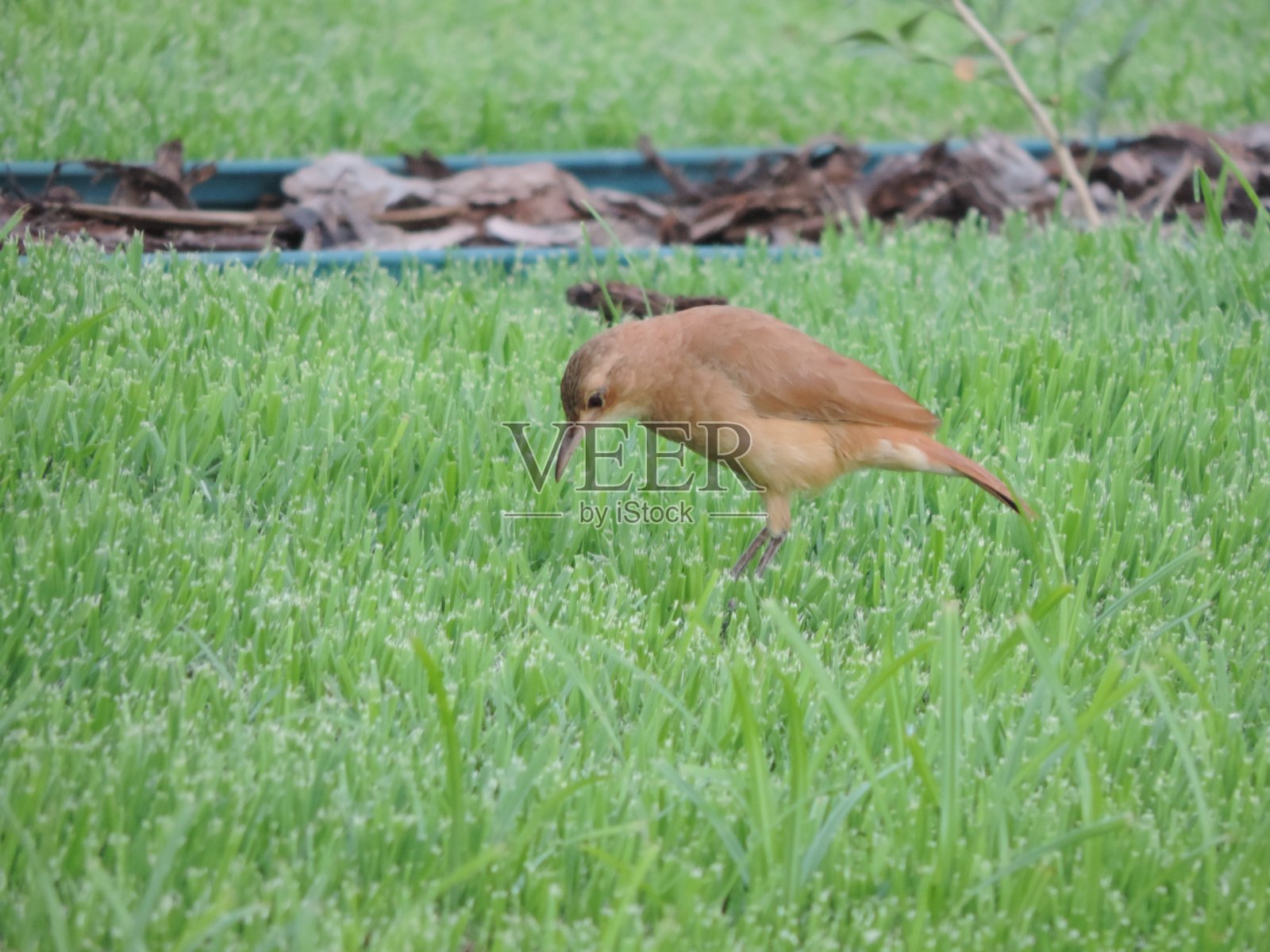 灶巢鸟照片摄影图片