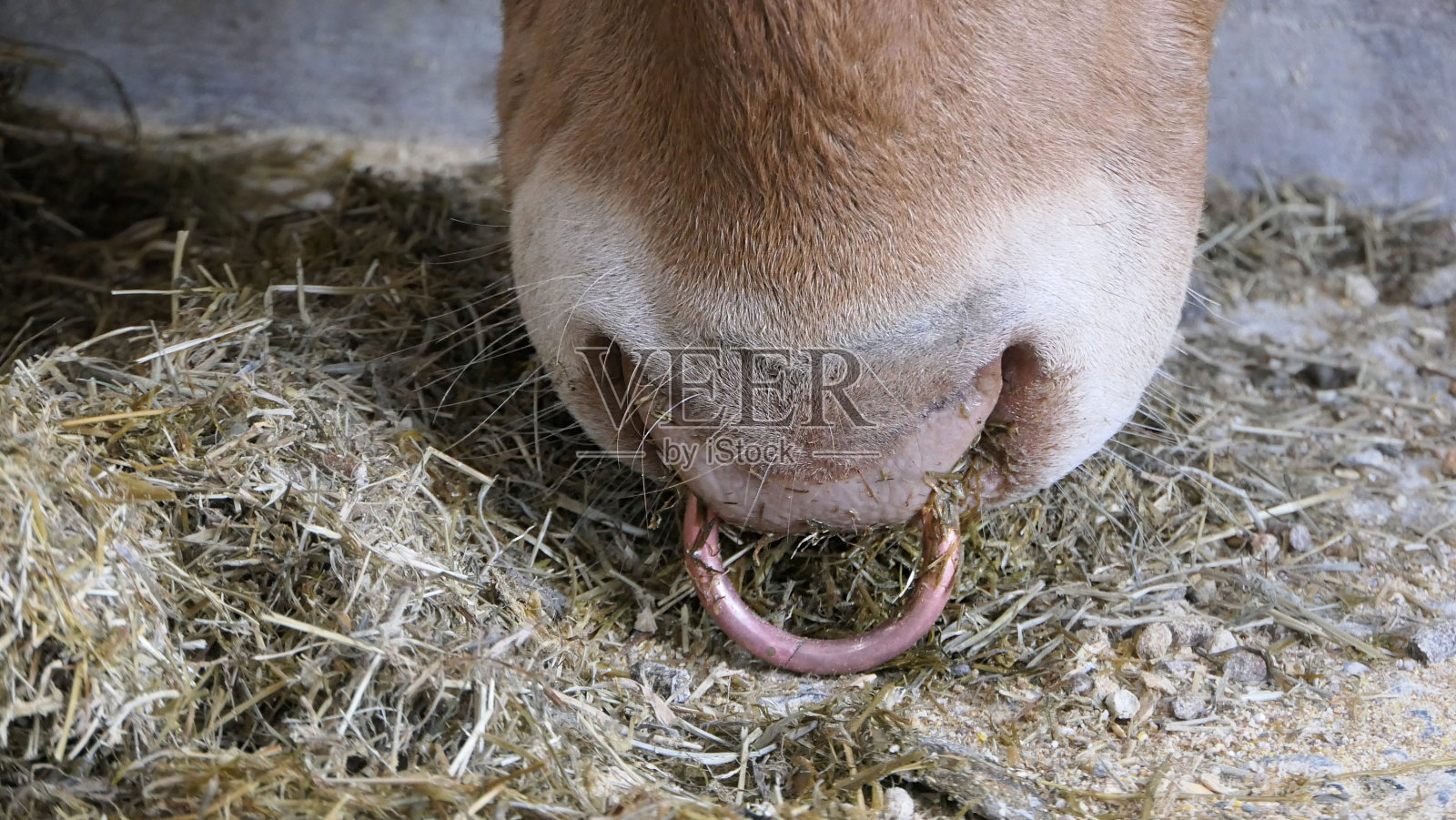 鼻子上有环的红色豪华公牛照片摄影图片