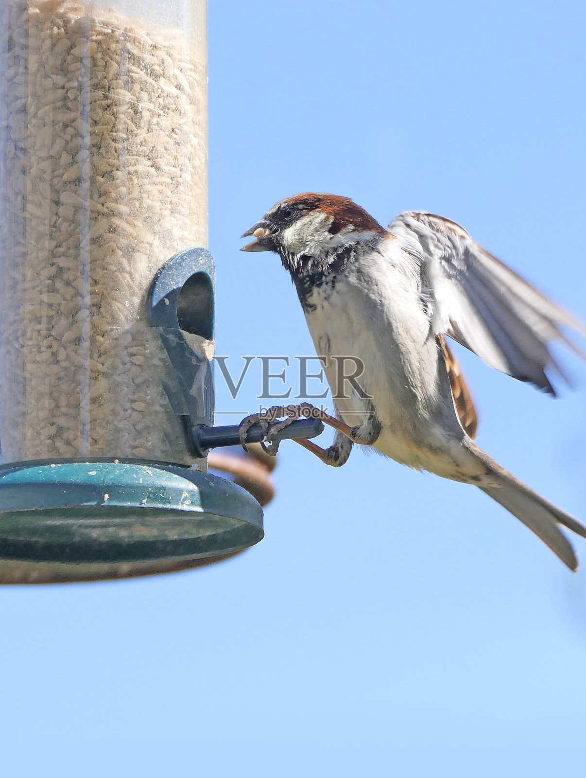 房子麻雀喂养鸟表与蓝色背景复制文本照片摄影图片