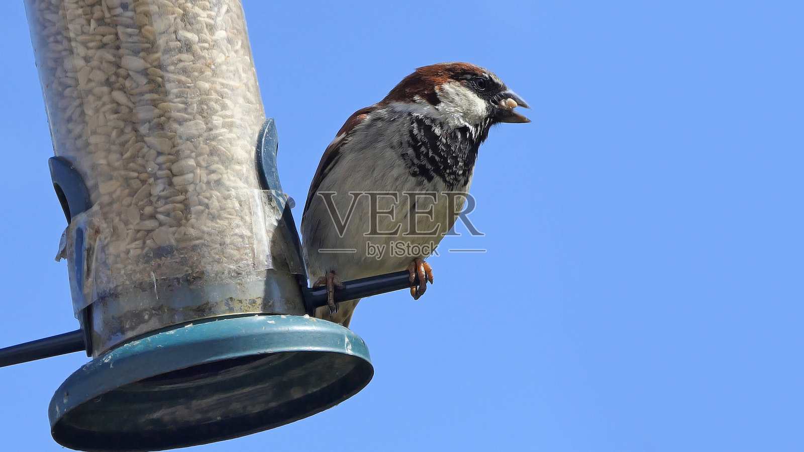房子麻雀喂养鸟表与蓝色背景复制文本照片摄影图片