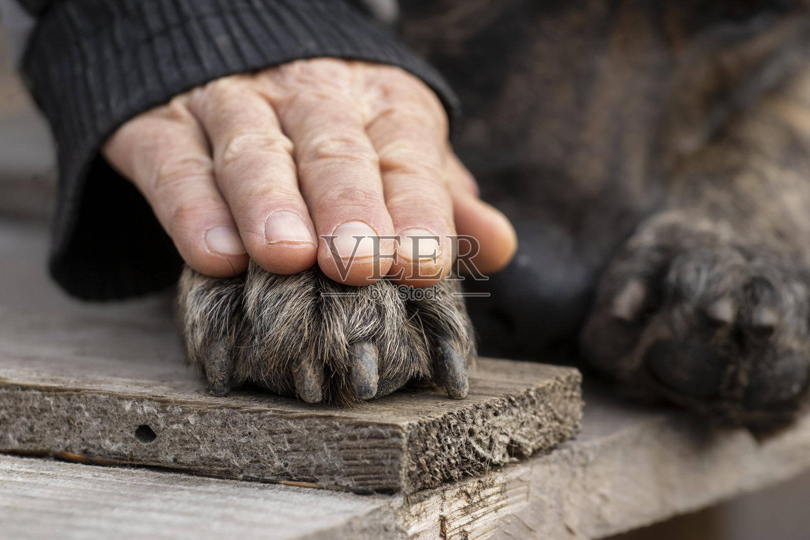 狗的爪子和人的手放在一起。人与狗之间友谊、信任、爱、关心的概念形象。照片摄影图片