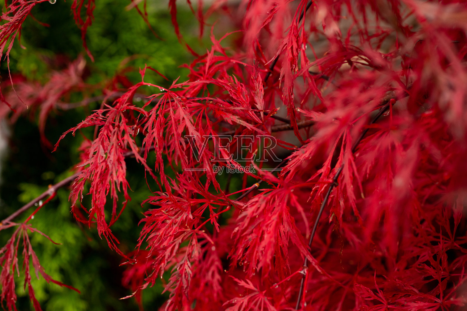火枫丛，飞沫照片摄影图片