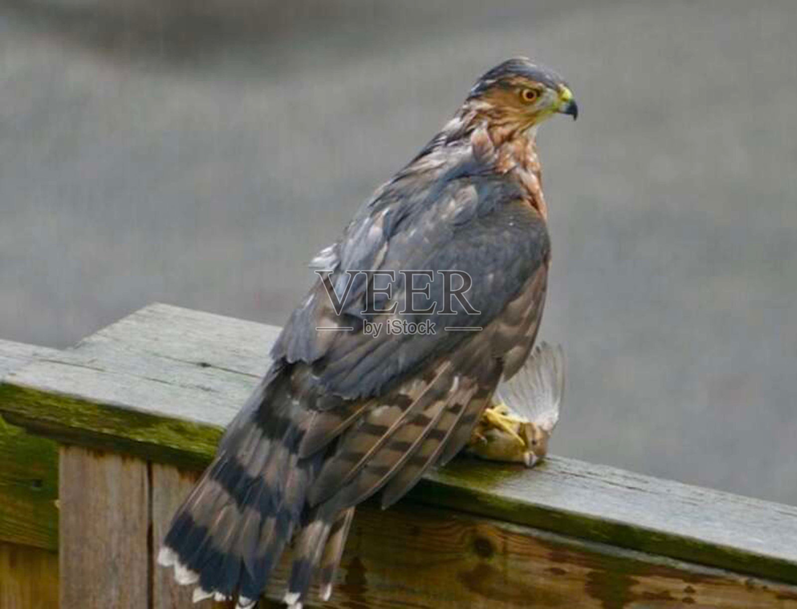 特写库珀鹰狩猎和捕获的女性家麻雀与剃刀锋利的爪子照片摄影图片