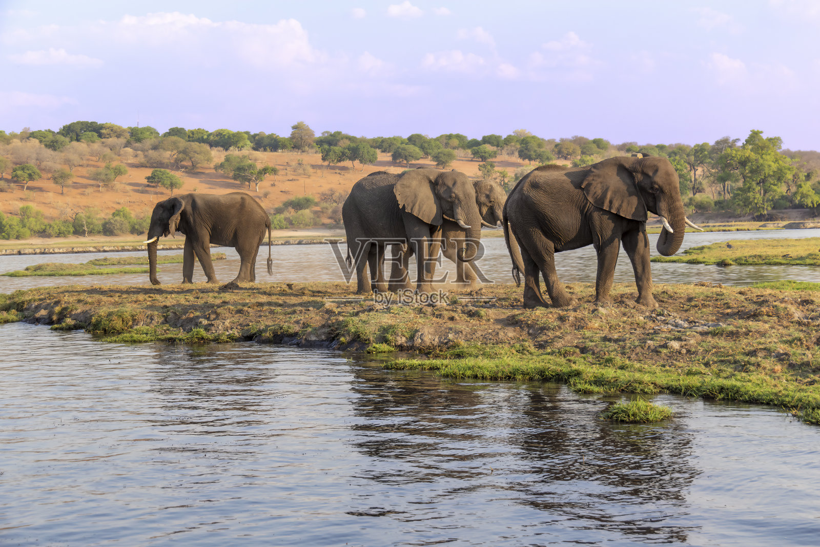 非洲，一群大象在河上游荡照片摄影图片