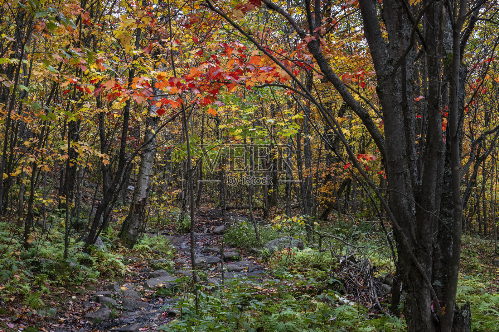秋天的橙色和红色枫叶在蒙特伦布兰特，魁北克，加拿大。照片摄影图片