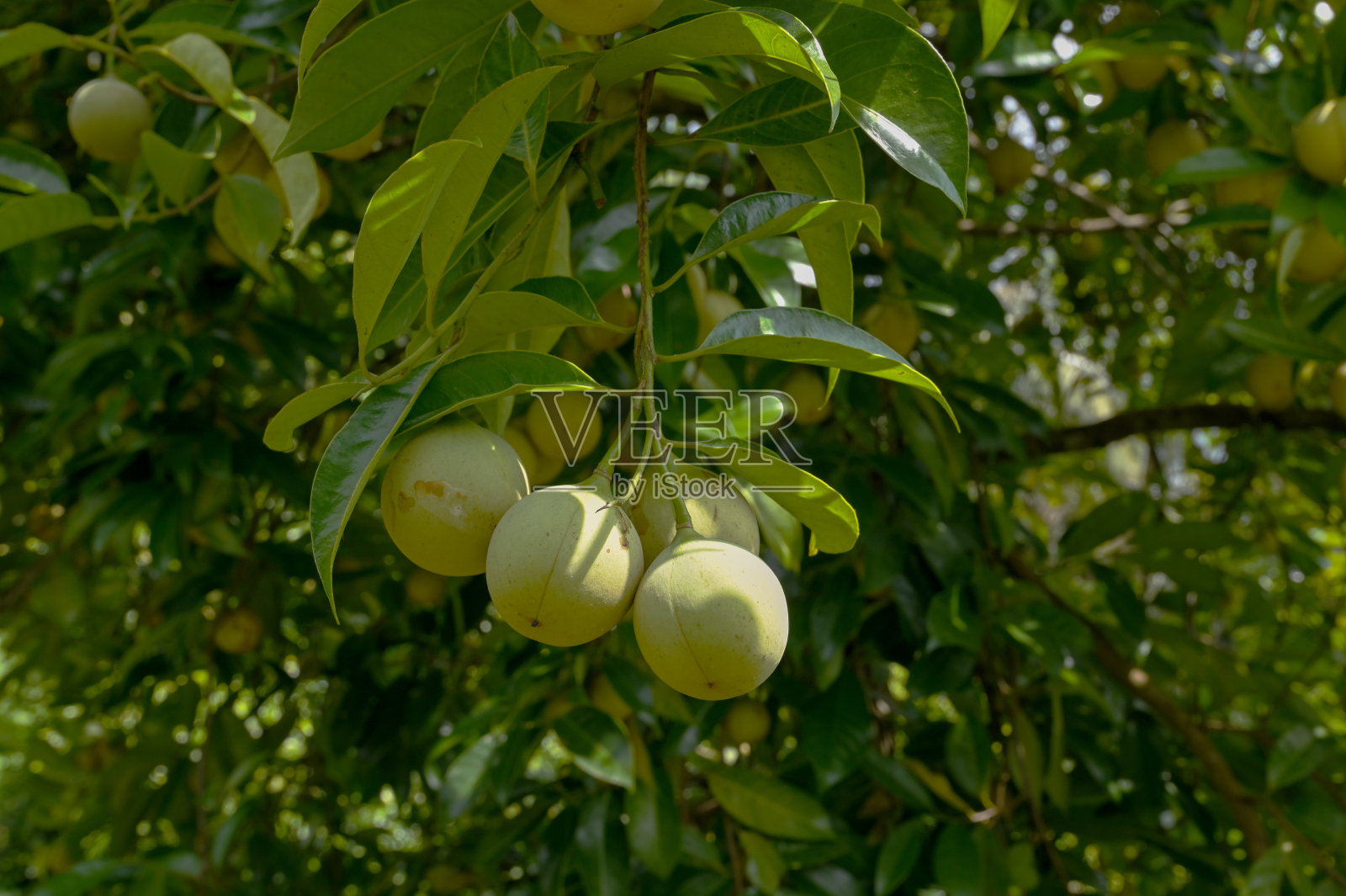 肉豆蔻在树上的特写照片摄影图片