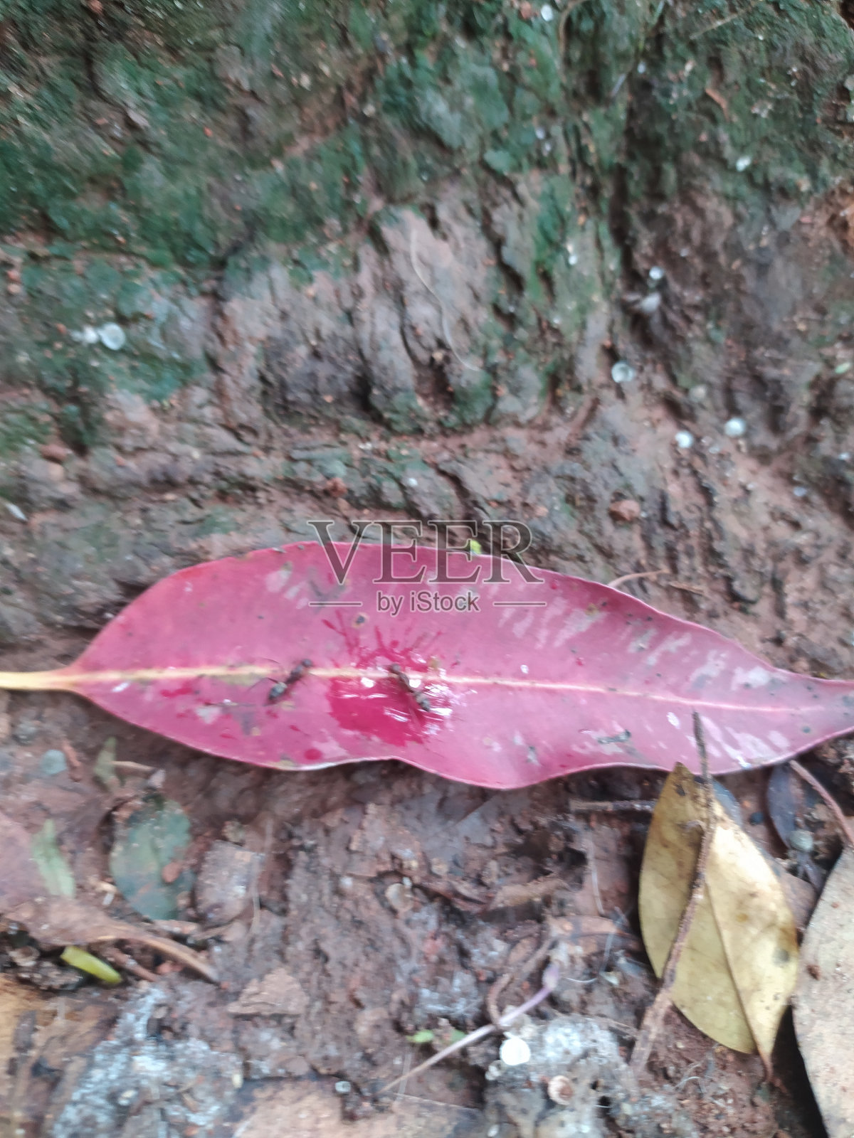 泥土地面上一片干燥的叶子照片摄影图片