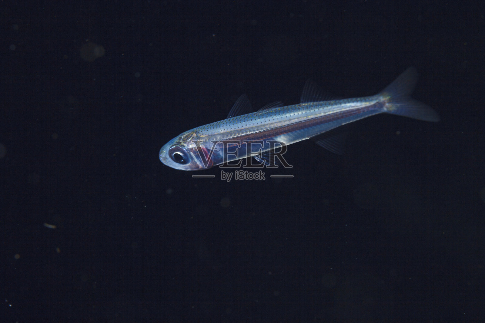 海洋生物;鱼水下地中海水肺潜水员的观点照片摄影图片