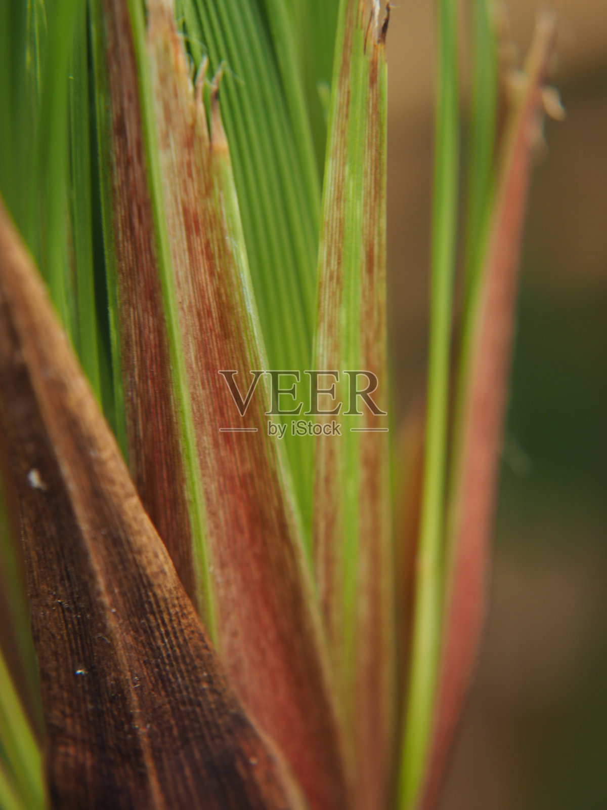 叶绿棕色和淡黄色，浅灰白色照片摄影图片