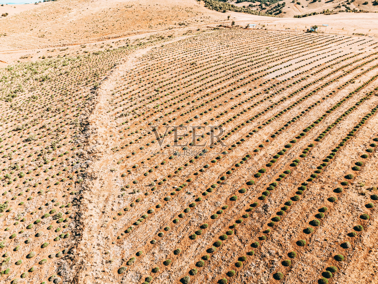农业种植园的鸟瞰图。干旱和干旱的气候。照片摄影图片
