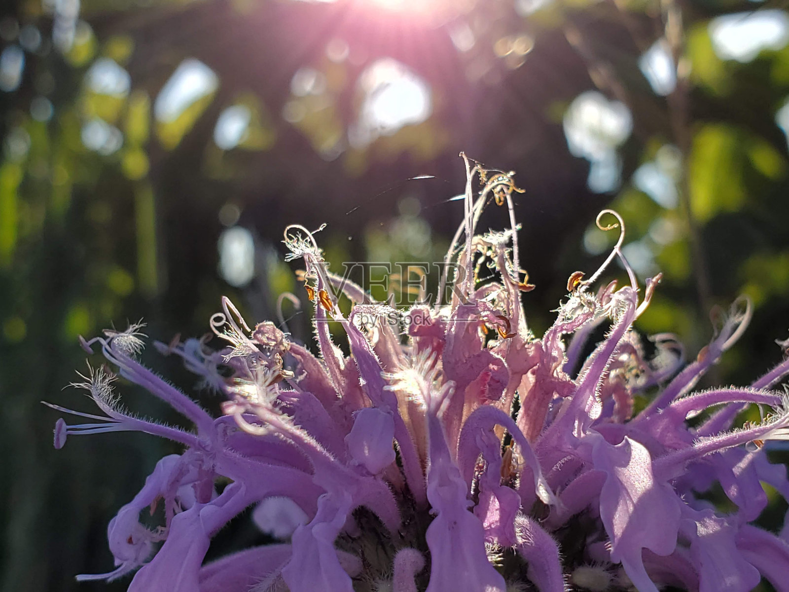 早上的问候照片摄影图片