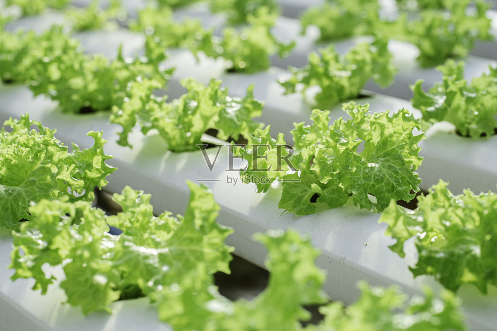 有机蔬菜照片摄影图片