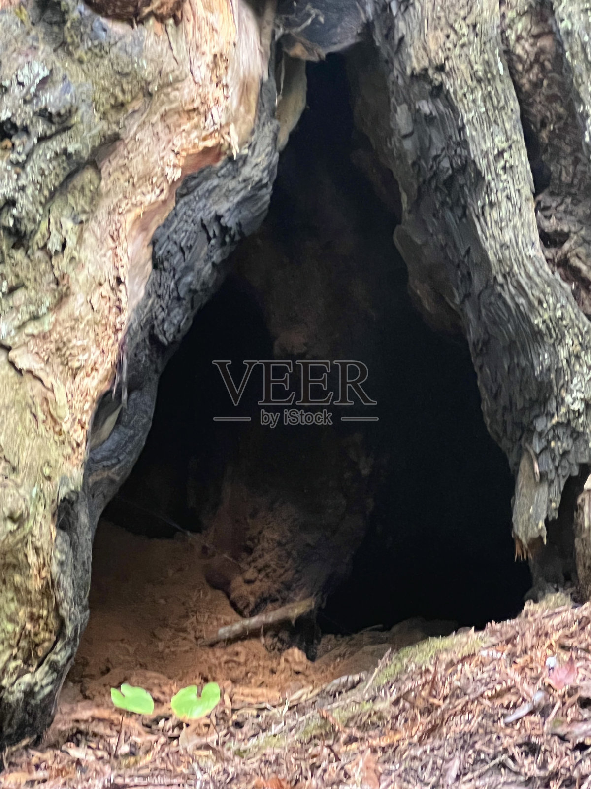 红杉照片摄影图片