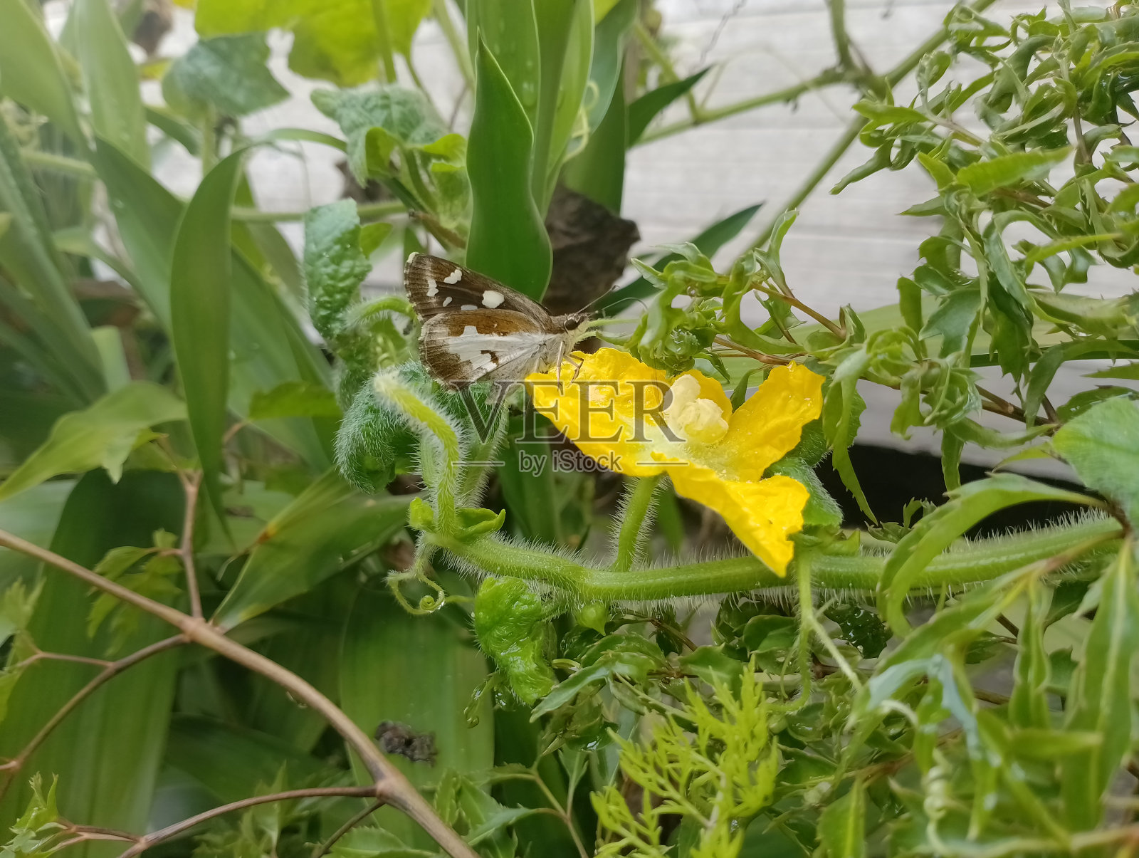 吸花汁的黄花蝶照片摄影图片